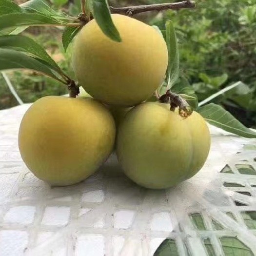 紫云县贵州蜂糖李