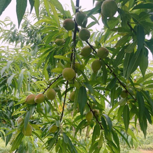 阳山县鹰嘴蜜桃  6月25号上市、优质深山水果、脆爽、鲜甜、多汁