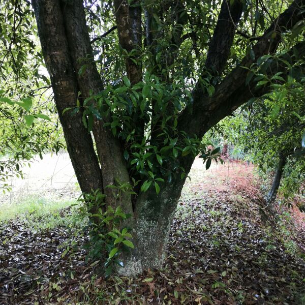 八月桂  丛生桂花30公分适合公园广场空气新鲜芳香