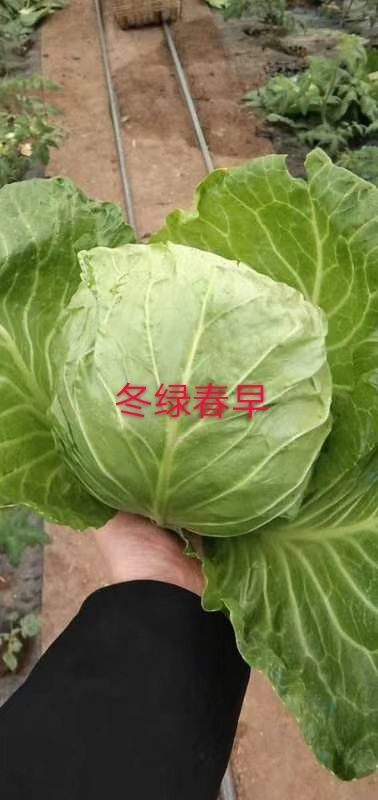 包菜苗  山东寿光甘蓝苗