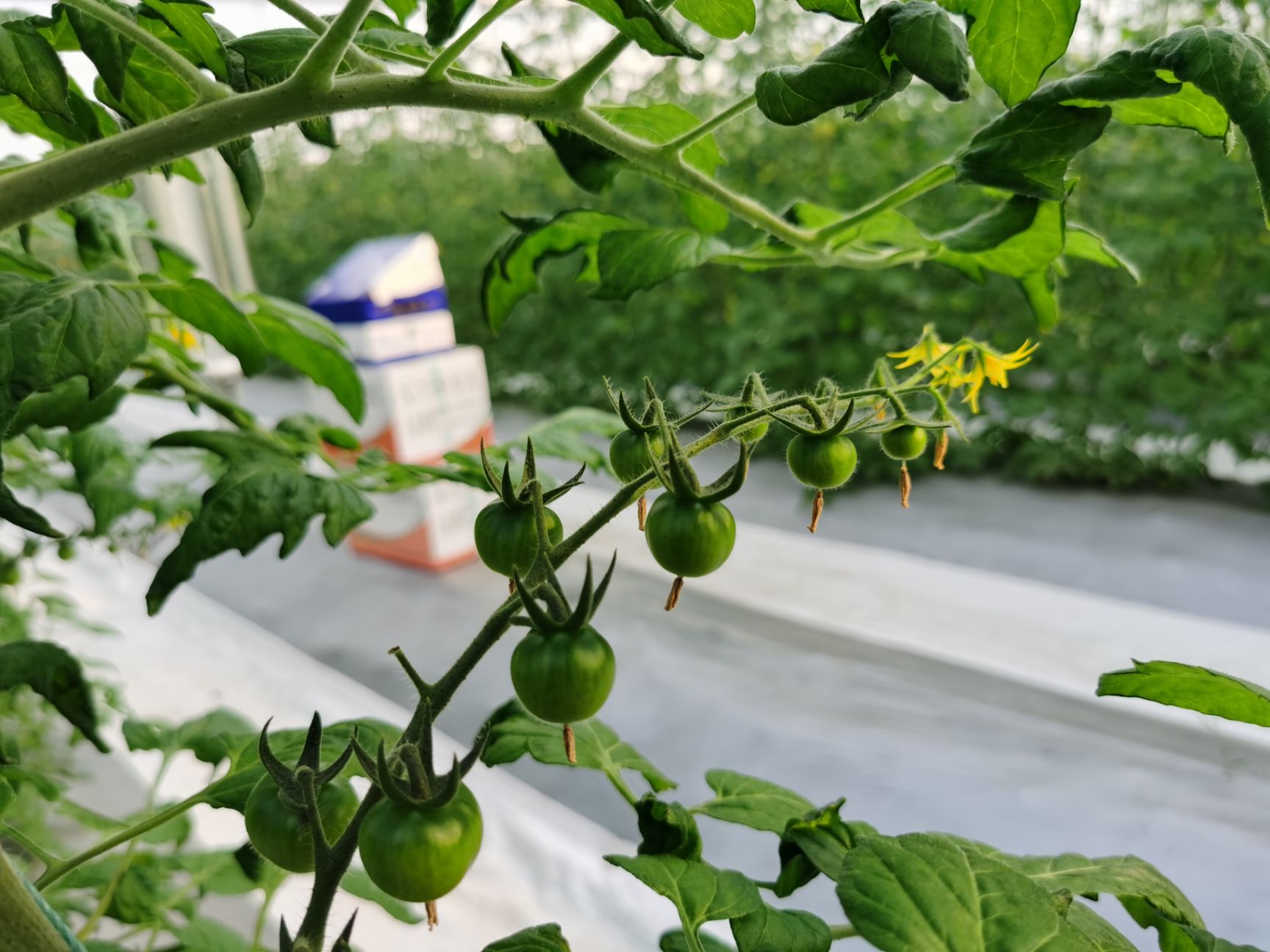 授粉熊蜂 中农授粉熊蜂（试用装，使用时间2—3周）