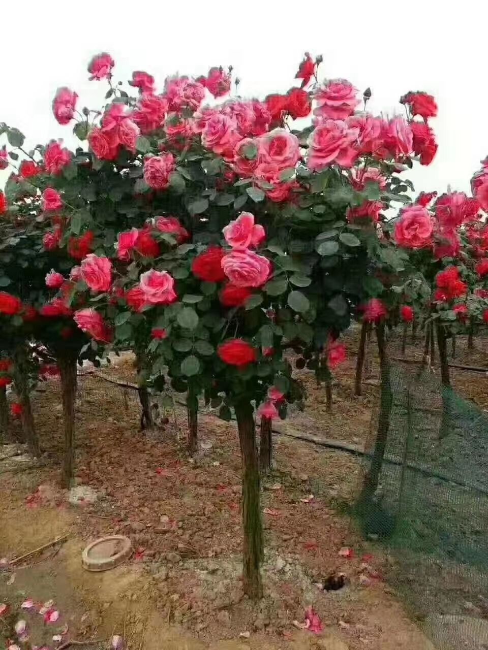 基地直发树状月季3公分物美价廉