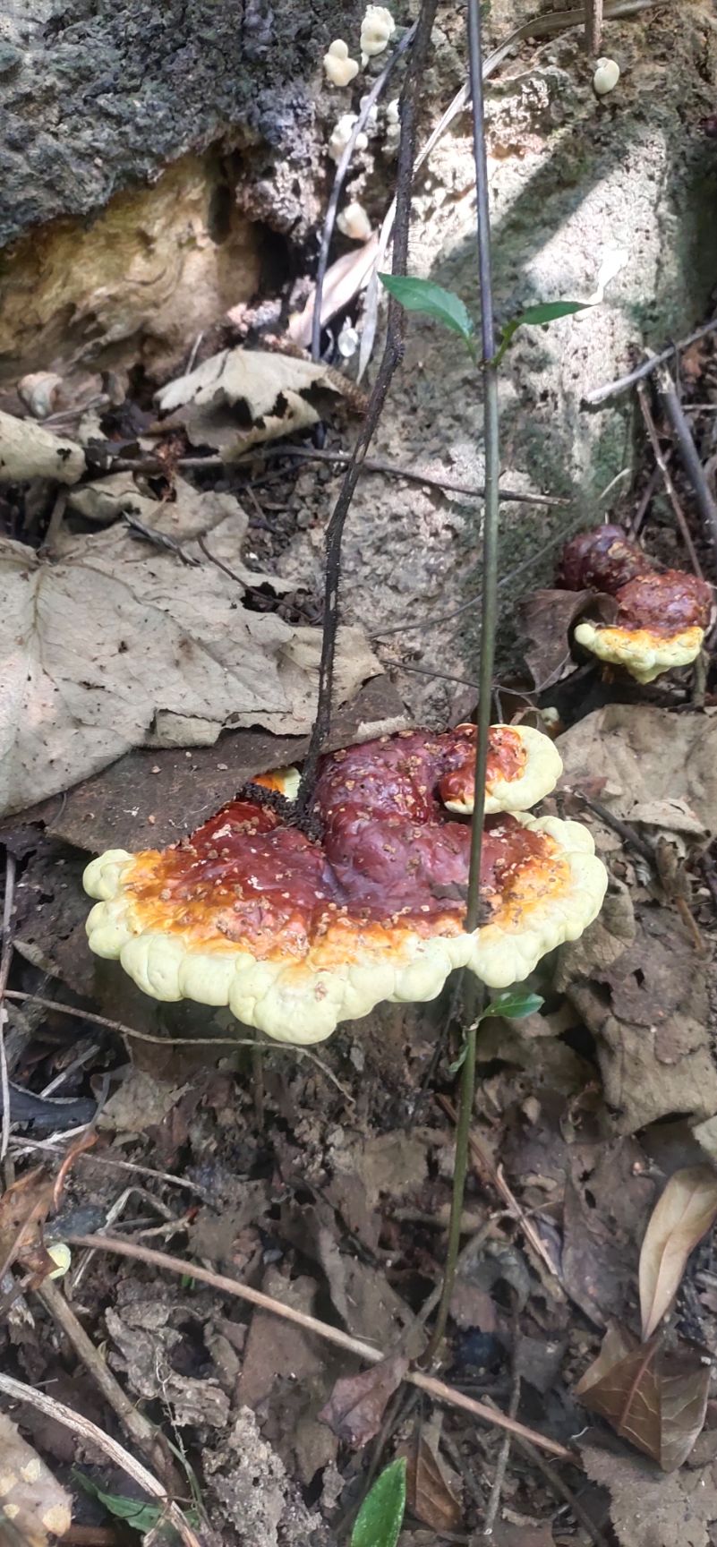 赤灵芝  高山，假一赔十，每一朵都来自无污染的大山深处。