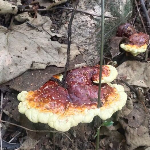 赤灵芝  高山，假一赔十，每一朵都来自无污染的大山深处。