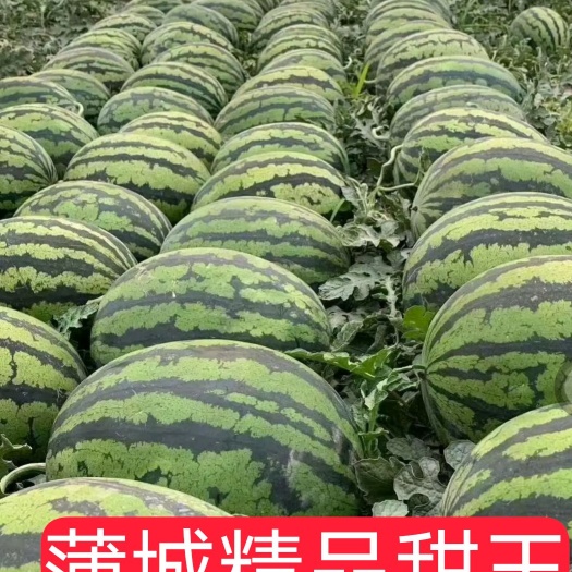 蒲城县蒲城产有籽甜王西瓜新鲜现摘果园直发