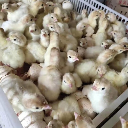 南宁尼古拉火鸡苗
