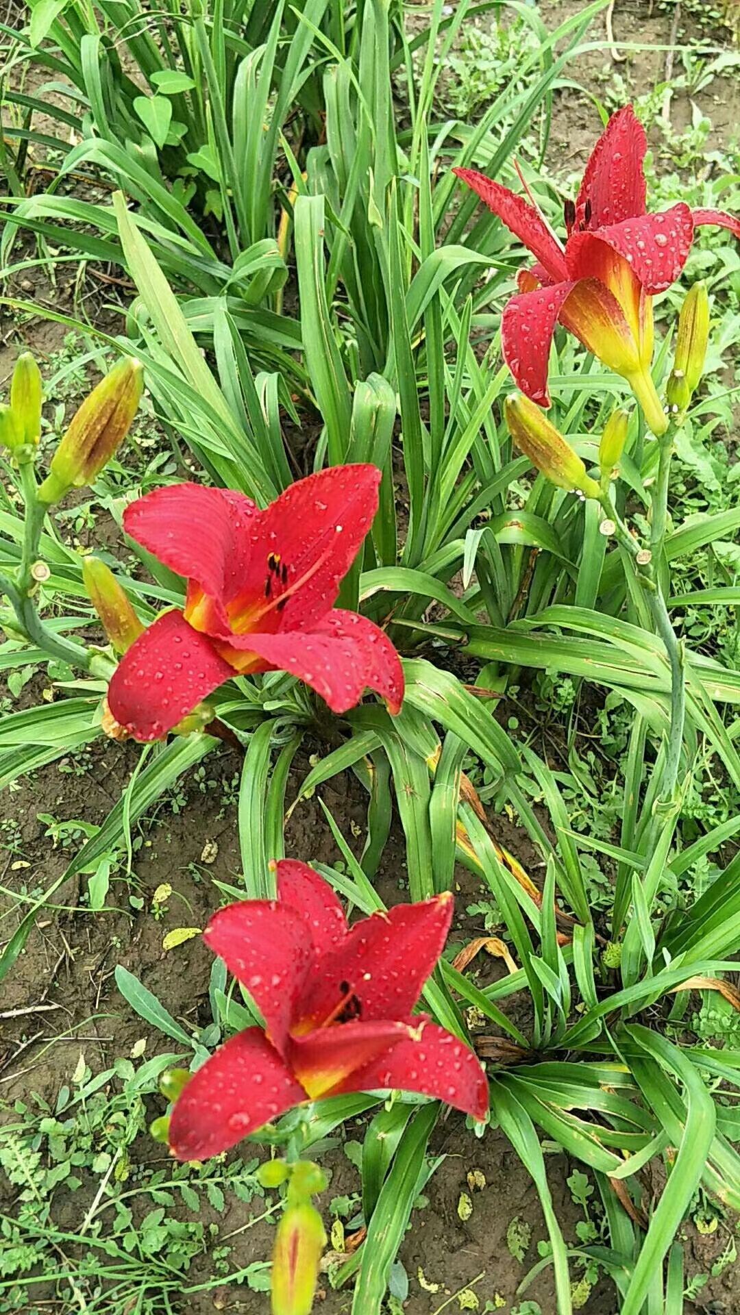产地批发 芍药花 重瓣大花芍药 耐寒宿根花卉 实地看苗订购