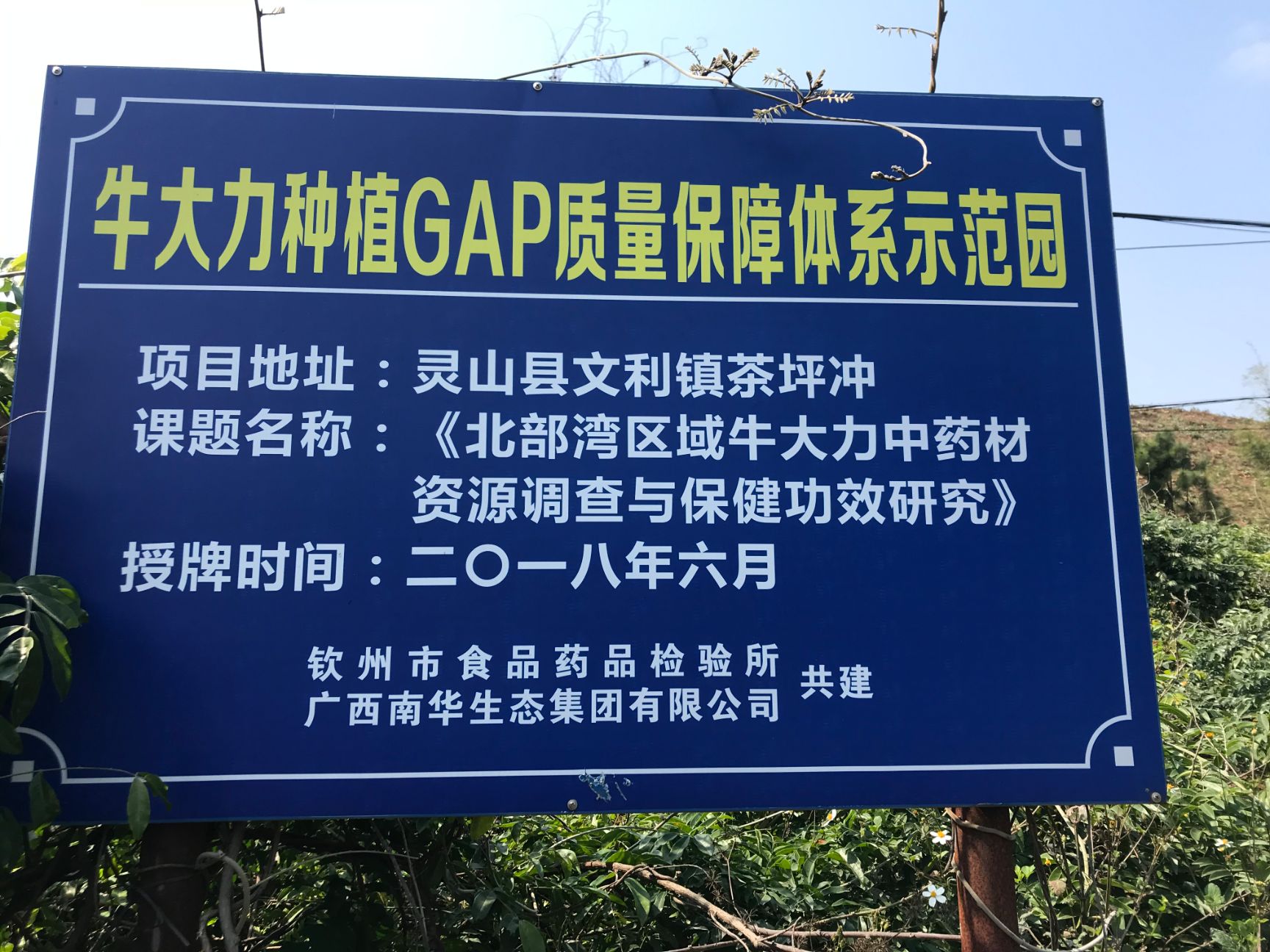 优选高产牛大力苗   品种保证   签合同   包回收