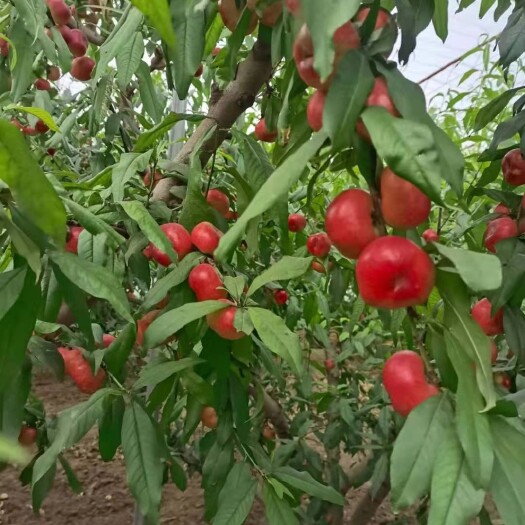 中油油桃  大荔油潘