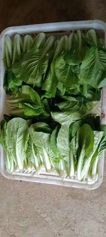 精品小白菜奶白菜（快菜）