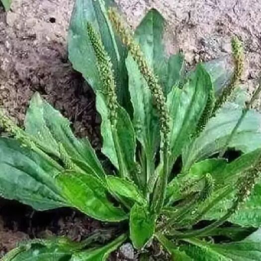 东平县 山东车前草！！全草