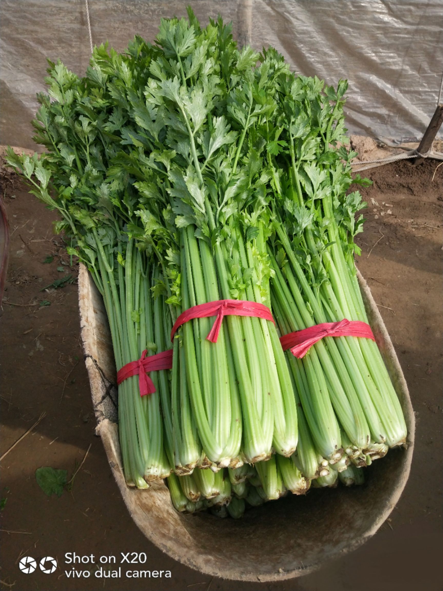 西芹  芹菜夏邑大棚芹菜