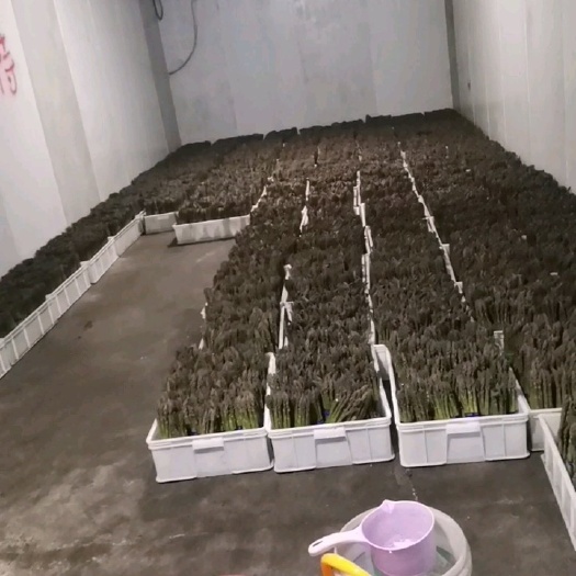 汾阳市 芦笋