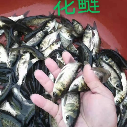 南宁雄鱼苗 花鲢鱼苗