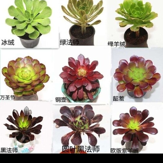 沭阳县多肉法师 