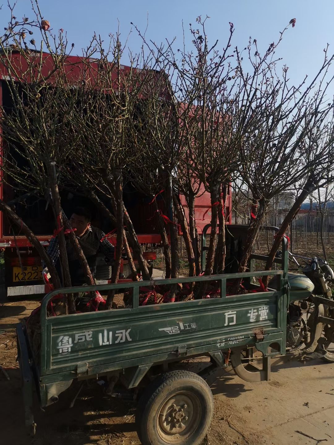 基地直发树状月季3公分物美价廉