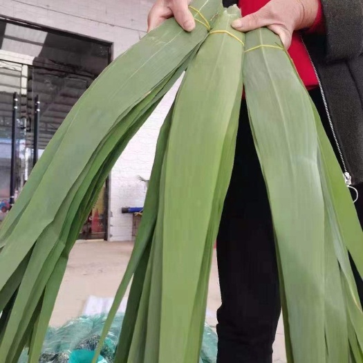 无为市粽叶  粽子叶芦苇叶
