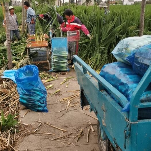 上海茭白  上海练塘杭州茭