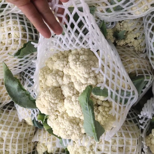 通许县白花菜


精品有机花，大量上市，松花，个头均匀，发往全国各