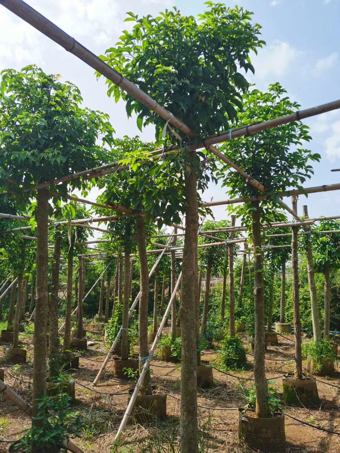 产地大量直销：秋枫（重阳木）