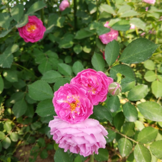 红花蔷薇 50－1米红花蔷薇陕西产地低价直发