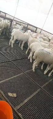新乐市 活羊绵羊公羔子山羊公羔子