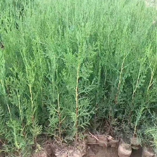 莒南县圆枝侧柏 碗碗侧柏 荒山绿化 价格便宜 成活率高