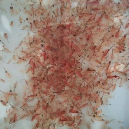 无棣县丰年虫  丰年虾