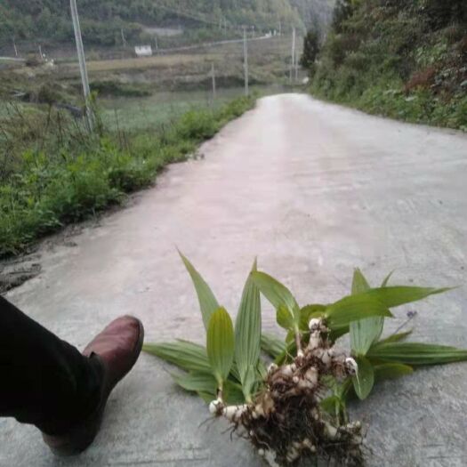 清镇市白及  本人种植白芨50于亩，没有施过肥，打过农药。天然的白芨出售