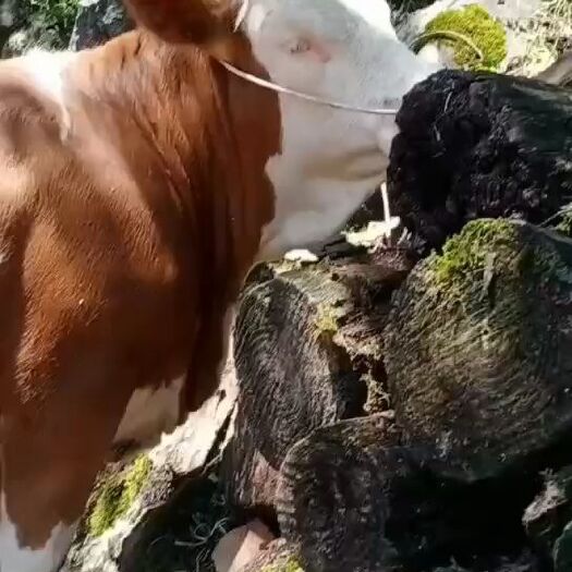 威宁县 精品西门塔尔牛犊出售