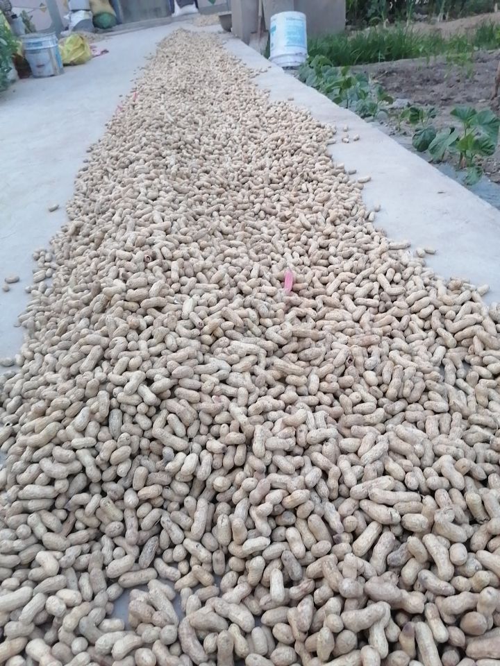 花生米（零食）  水果花生种子