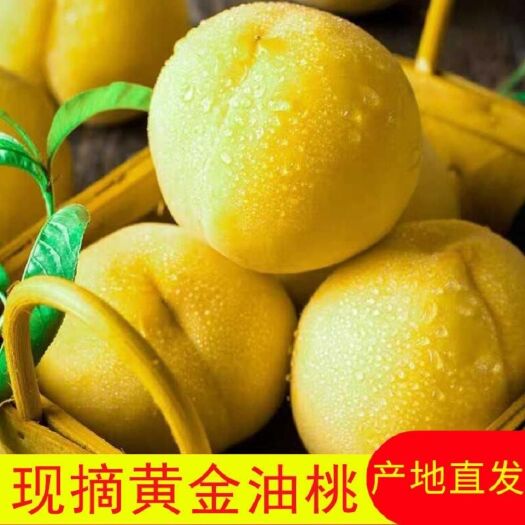 蒙阴县山东蒙阴黄油桃新鲜采摘当季水果批发产地直供