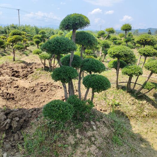 浏阳市赤楠盆栽  造型赤兰盆景桩