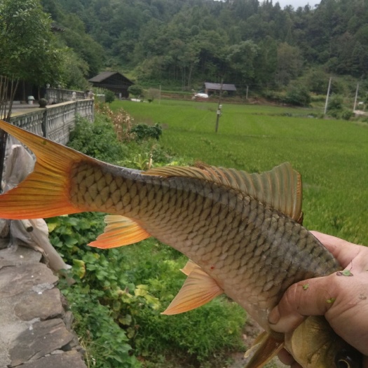 吉首市稻花鱼 