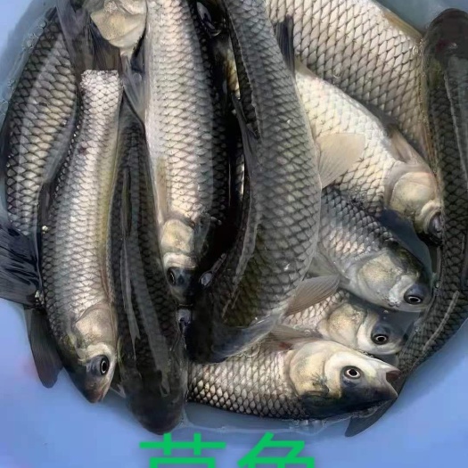 南宁草鱼苗