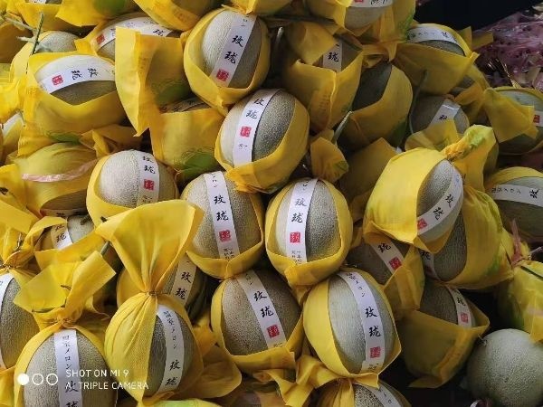 甜瓜  产地集中上市，价格美丽，欢迎老板前来考察采购？