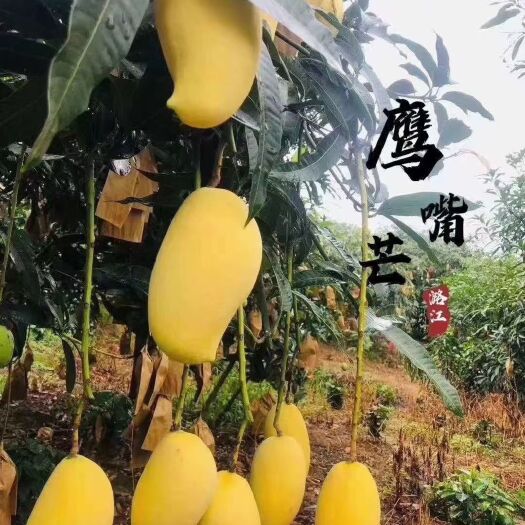 保山大青芒 云南省保山市隆阳区 一级果 