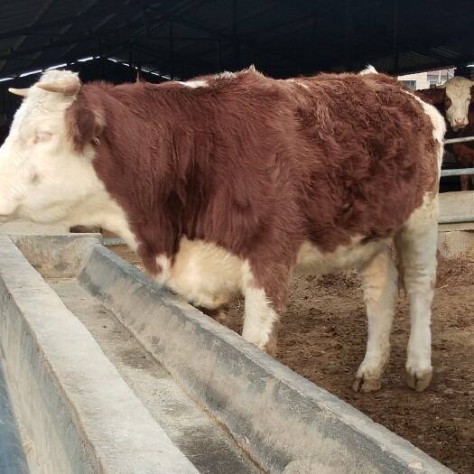 郓城县肉牛 山东盛顺牧业养殖场，常年出售怀孕头胎西门塔尔牛