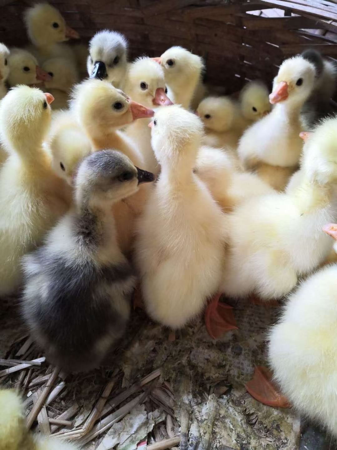 白鹅苗  以诚信为发展，以品质求生存！