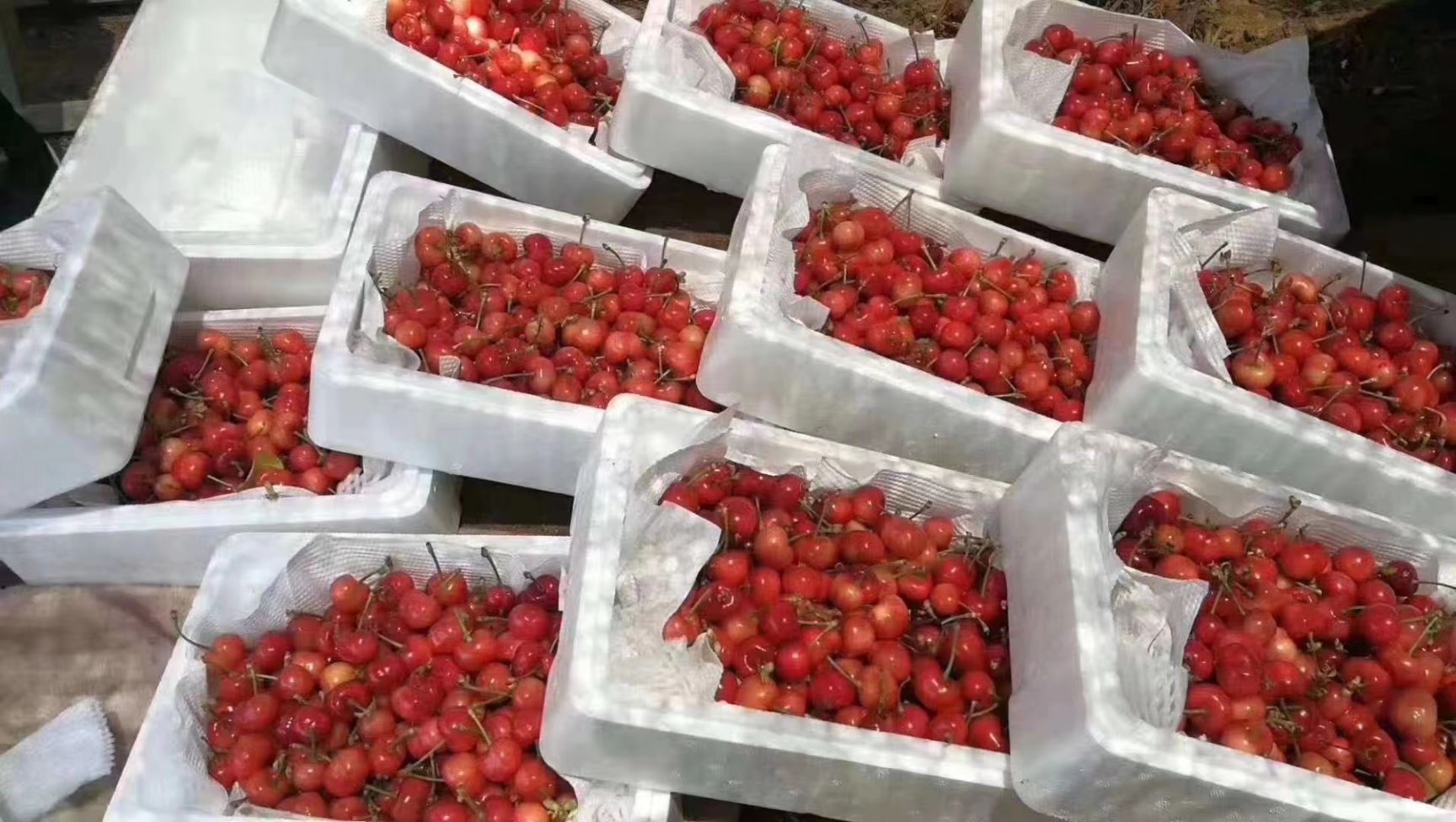 红灯樱桃 山东省泰安市泰山区 特级