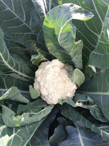 菜花苗 65有机菜花苗 青梗松花菜苗 小米粒 有机 散花菜苗