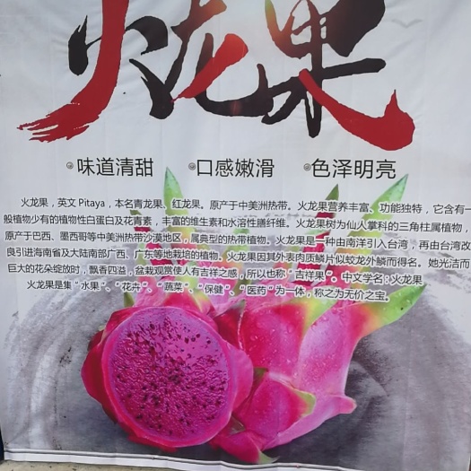 蚌埠 软枝大红红心火龙果批发
