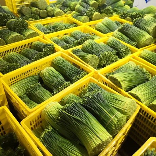 广西力夫农业  韭菜花