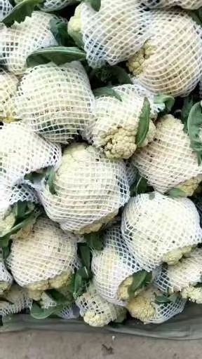 白花菜


精品有机花，大量上市，松花，个头均匀，发往全国各