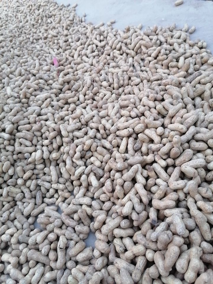 花生米（零食）  水果花生种子