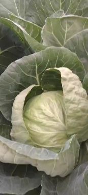 泰安圆包菜  卷心菜
