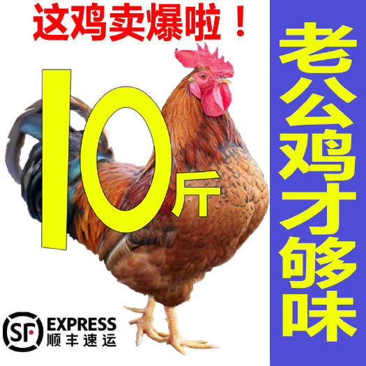 【农家散养山东大公鸡】新鲜宰杀大公鸡土鸡笨公鸡鸡肉走地鸡公鸡