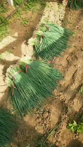 潍坊铁杆大葱苗，产量最高的大葱苗，价格便宜了，保证质量，信誉第一