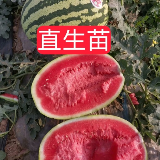 精品直生苗无籽金城5号西瓜