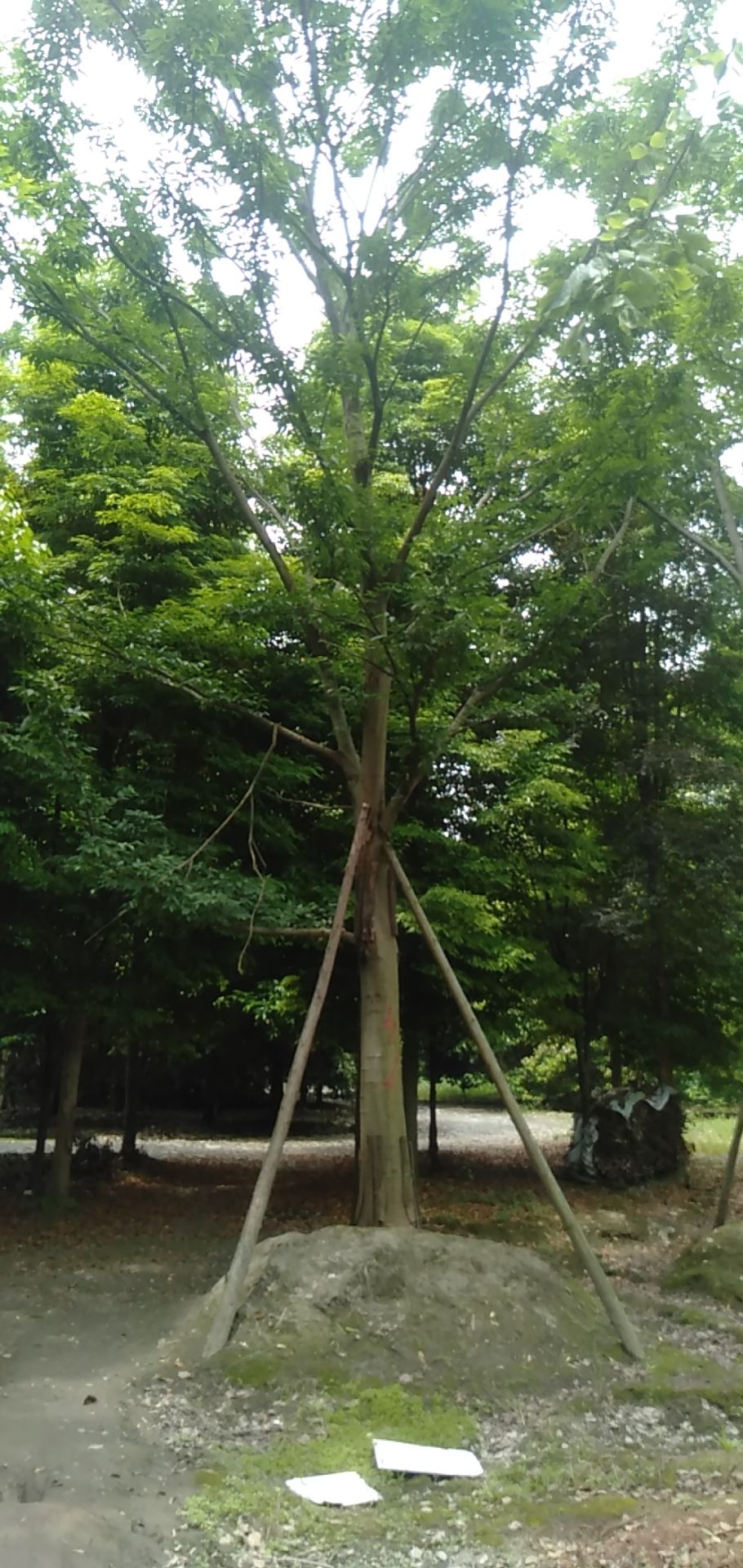 朴树  大量长期单杆朴树大量供应